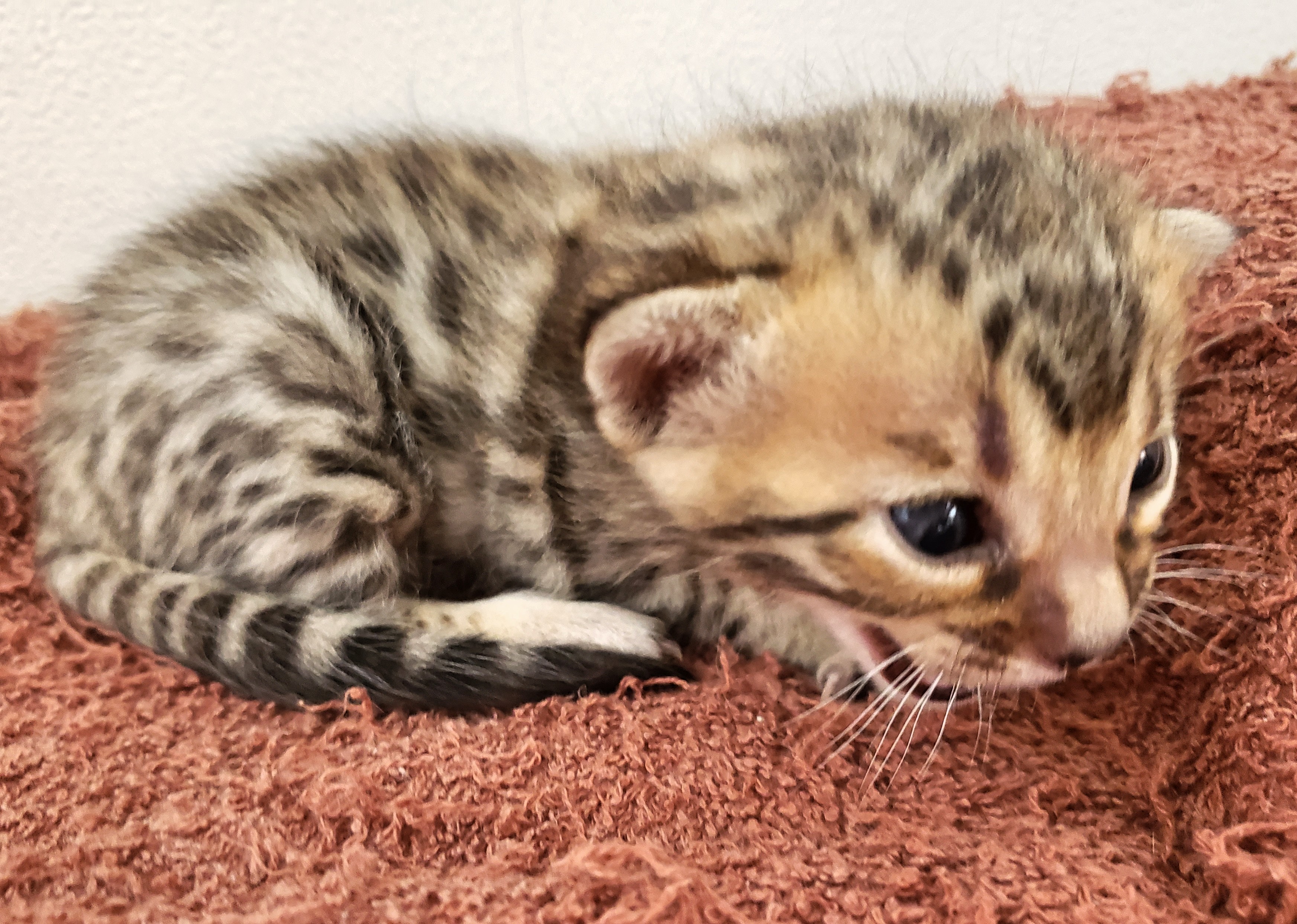 ベンガル猫 赤ちゃんをご紹介 ベンガル猫出産情報 ブログ Be Sanctuary ベンガル猫専門ブリーダー