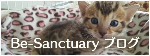 ベンガル猫専門ブリーダーBe-Sanctuaryのブログ